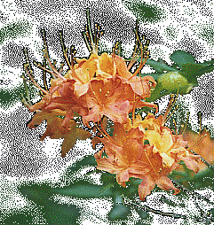 flame azalea